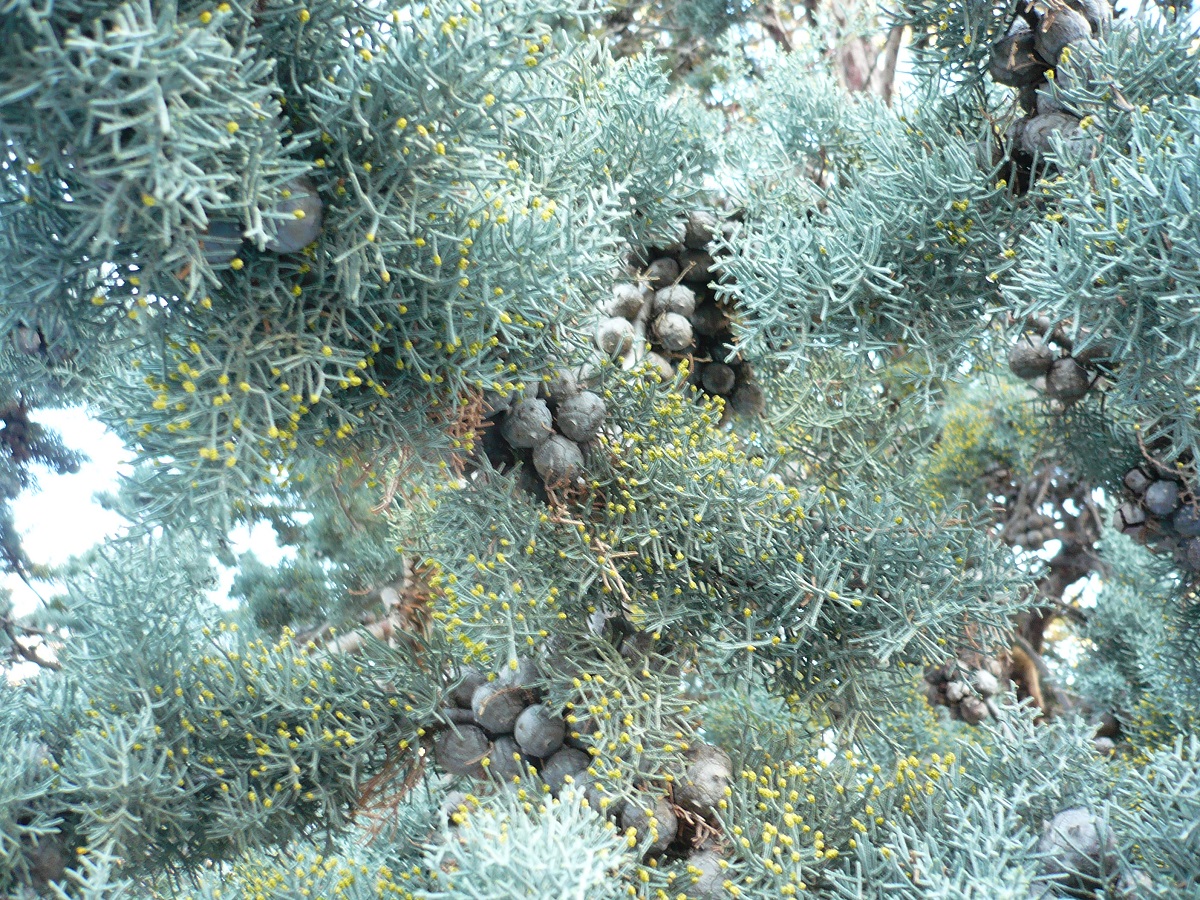 Cupressus arizonica var. glabra (Cupressaceae)